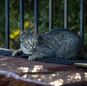 Cat Fence 300x300 cat fence