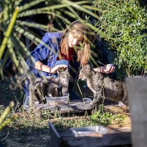 Street Cat Society Volunteer Street Cat Society
