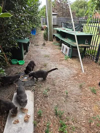 add bottom left home page new shelters few cats 400