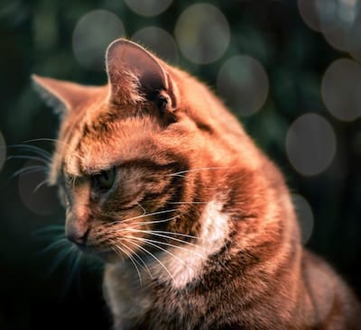 Stray Cat Busy Street (1) 400 Cat