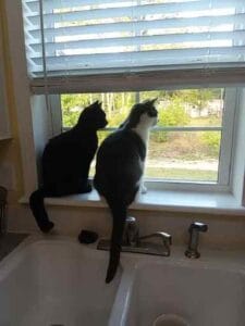 Two Cats Looking out of Window