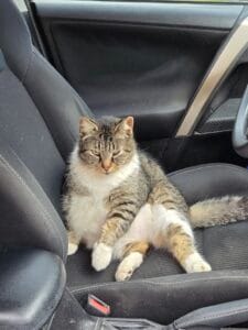 Cat in Car